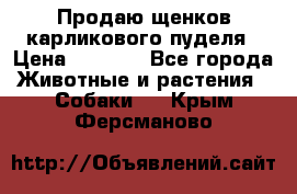 Продаю щенков карликового пуделя › Цена ­ 2 000 - Все города Животные и растения » Собаки   . Крым,Ферсманово